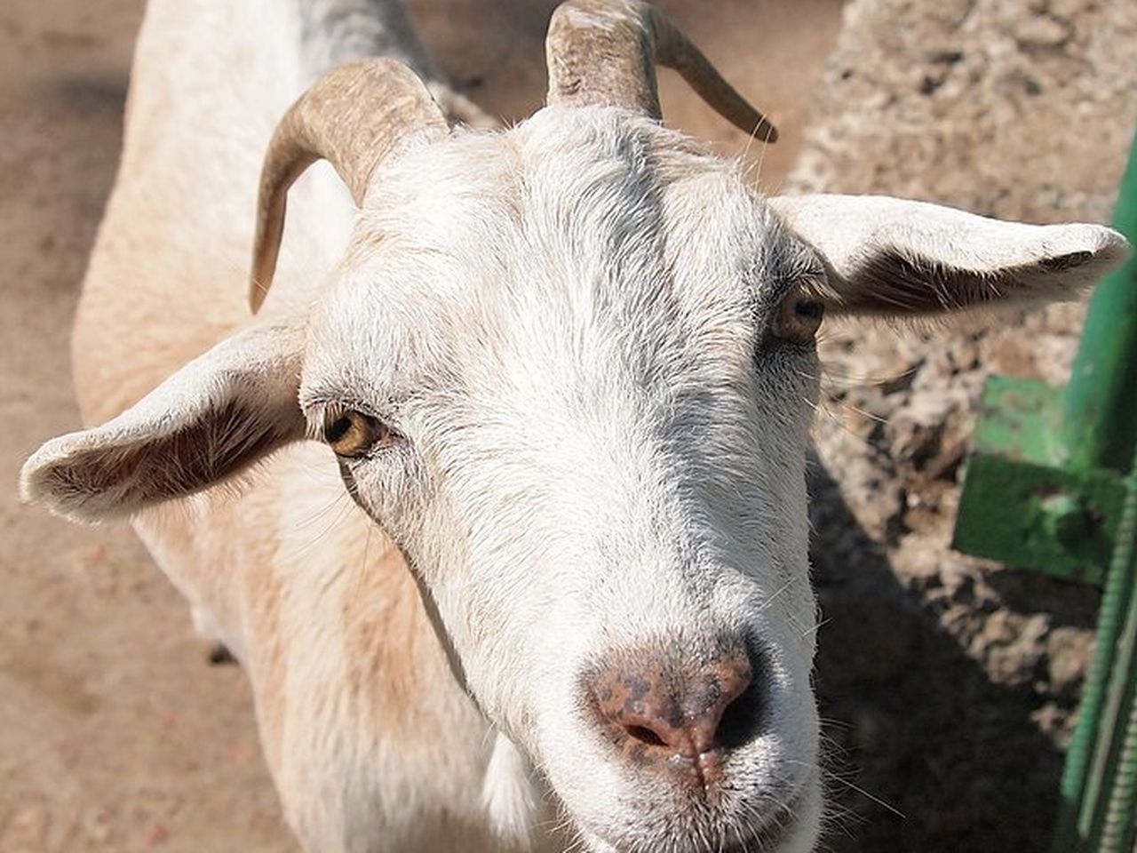 Goat entrails among items confiscated from luggage at O'Hare last