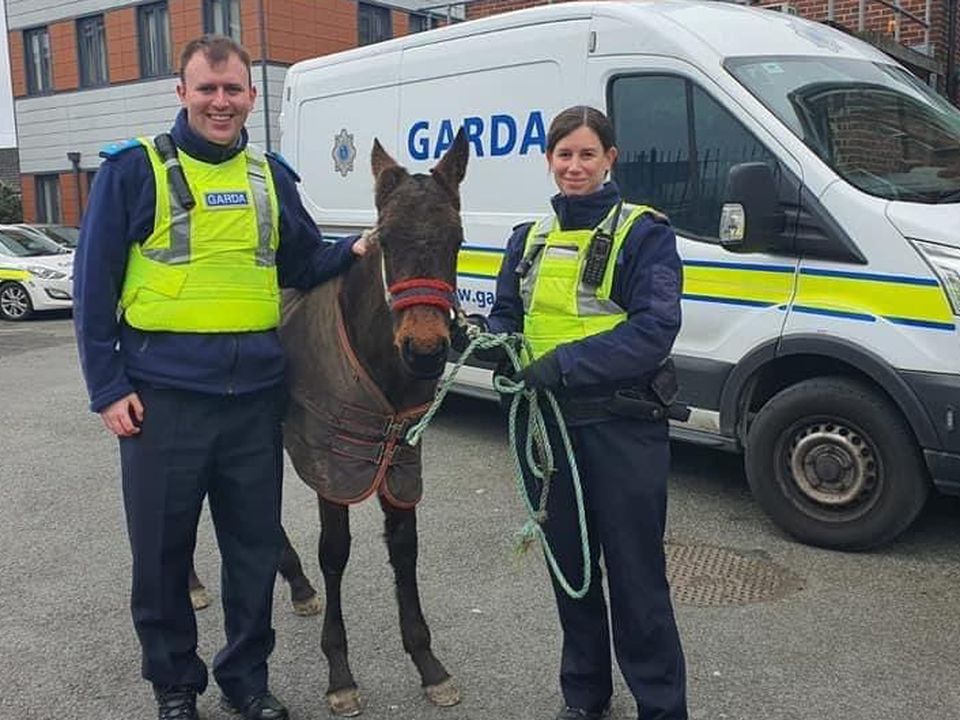 The horse was rescued by Gardaí from Waterford/Kilkenny/Carlow on Saturday (My Lovely Horse Rescue/Twitter)