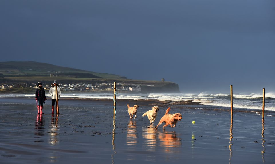 Dogs enjoy a break in the weather on Portstewart strand, Co Derry. Photo: Charles McQuillan/Getty