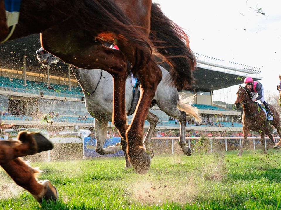 A horse with a racially offensive name ran at Wolverhampton on Saturday (stock photo)