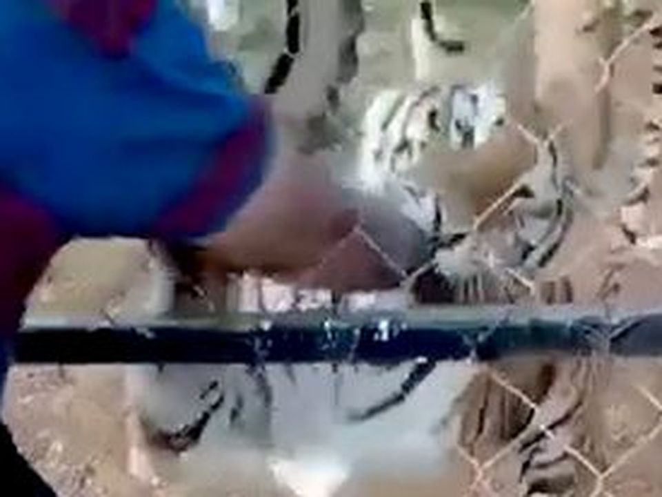Jose de Jesus is seen putting his arm into the cage before the tiger mauls it