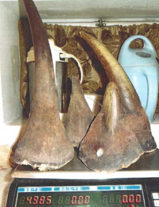 Photo provided by the U.S. Attorney's office in Brooklyn shows horns from endangered black rhinos taken