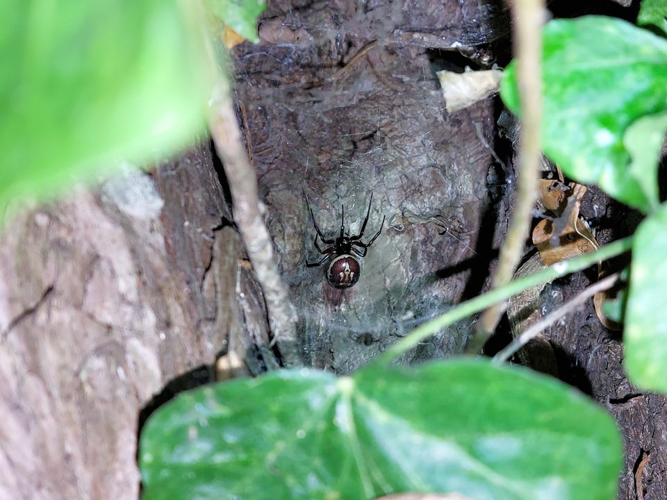Noble false widow spider