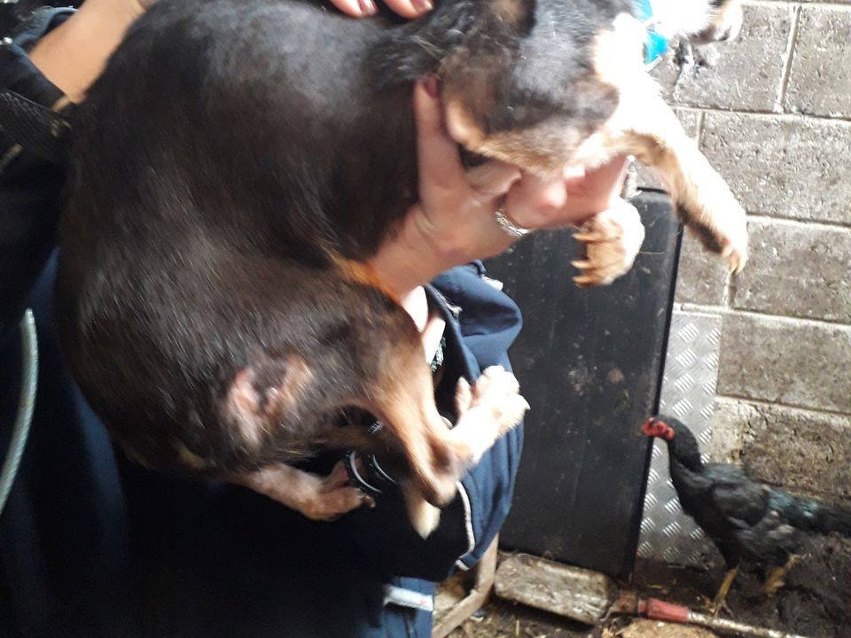 Three family members receive jail terms and disqualifications from keeping animals after the rescue of 27 dogs from properties in County Tipperary. Photo: ISPCA.