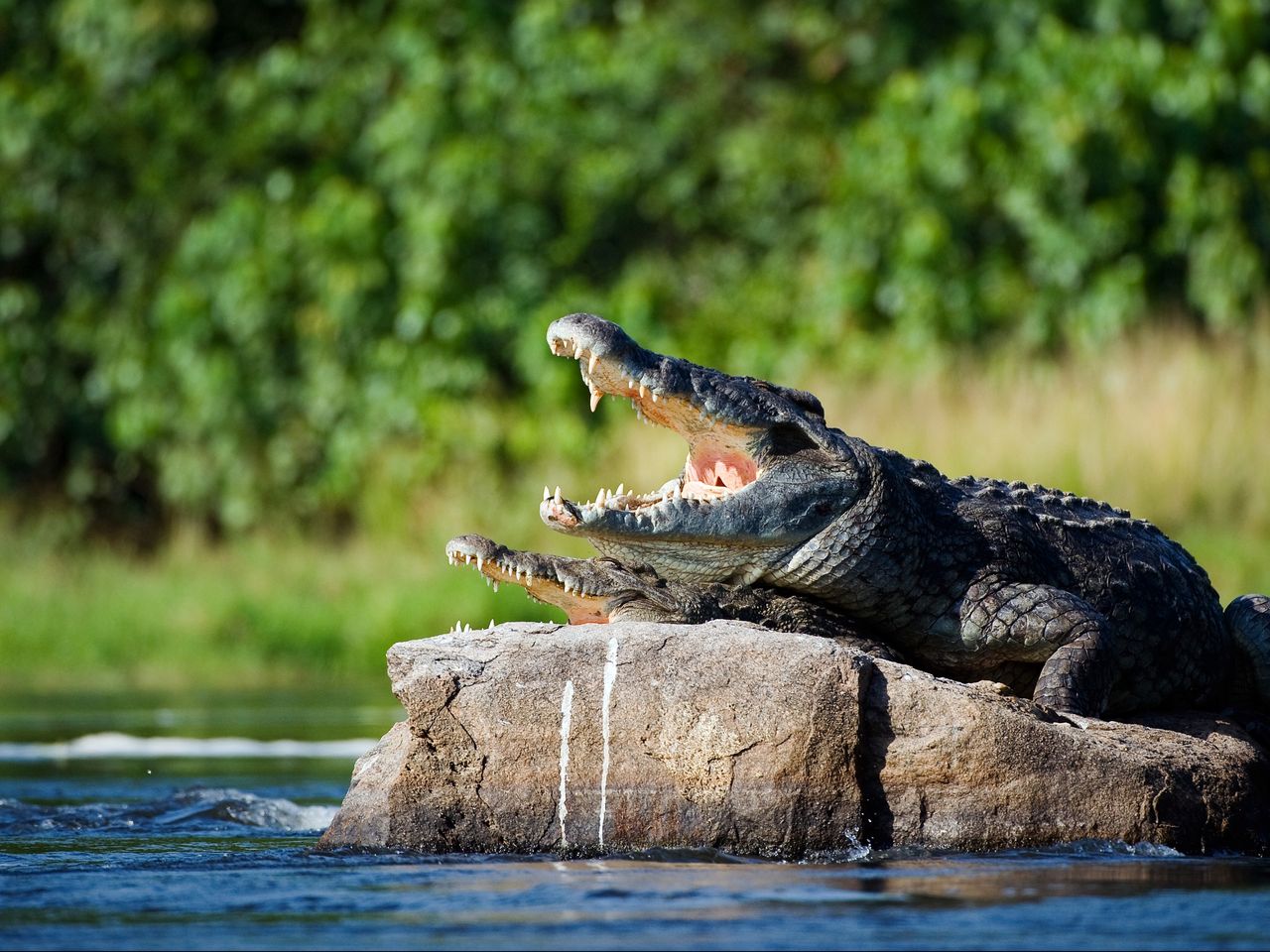 Teen describes being attacked and ‘pulled underwater’ by crocodile ...