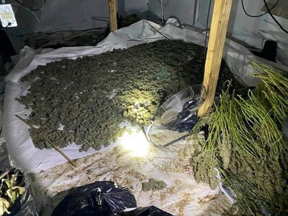The cannabis farm discovered in Co Down (Photo: PSNI)