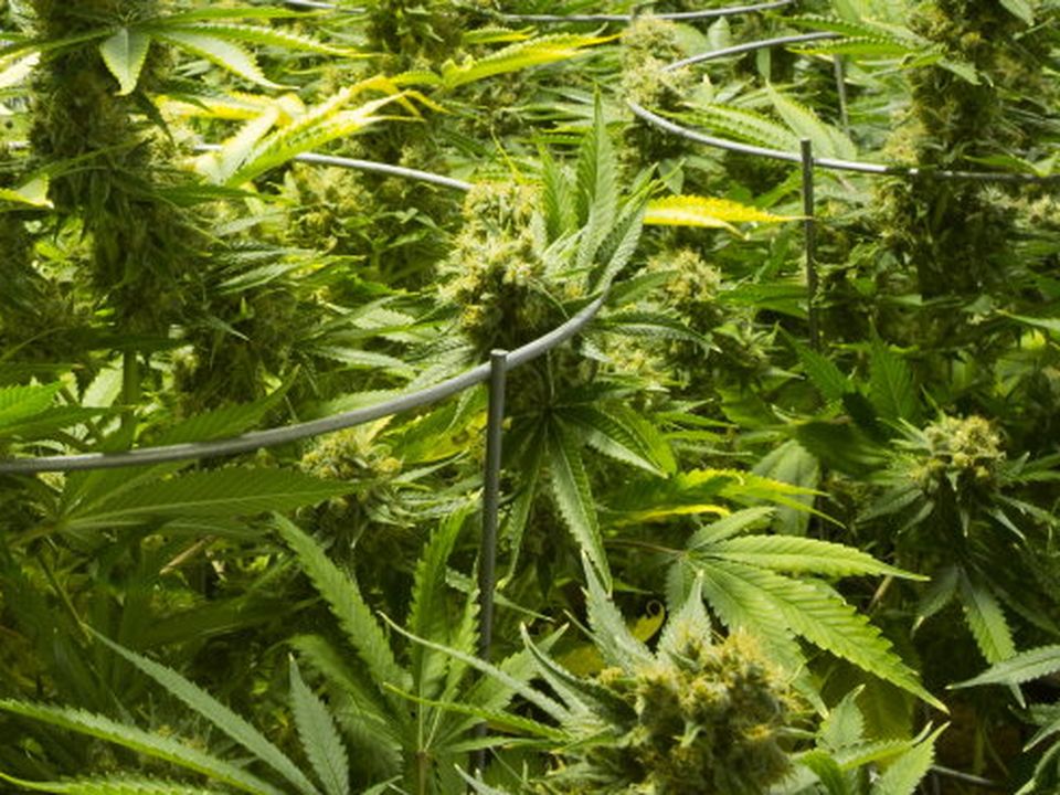 Stock image: Cannabis plants