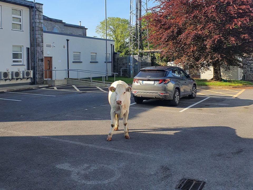The cow found itself at Roscommon Garda Station over the weekend