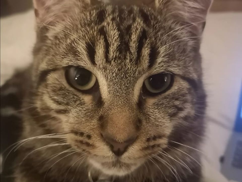 Chip went missing from Malahide back in November. Photo: Facebook