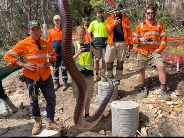 Irish builders make headlines after after finding venomous snake on Australian site