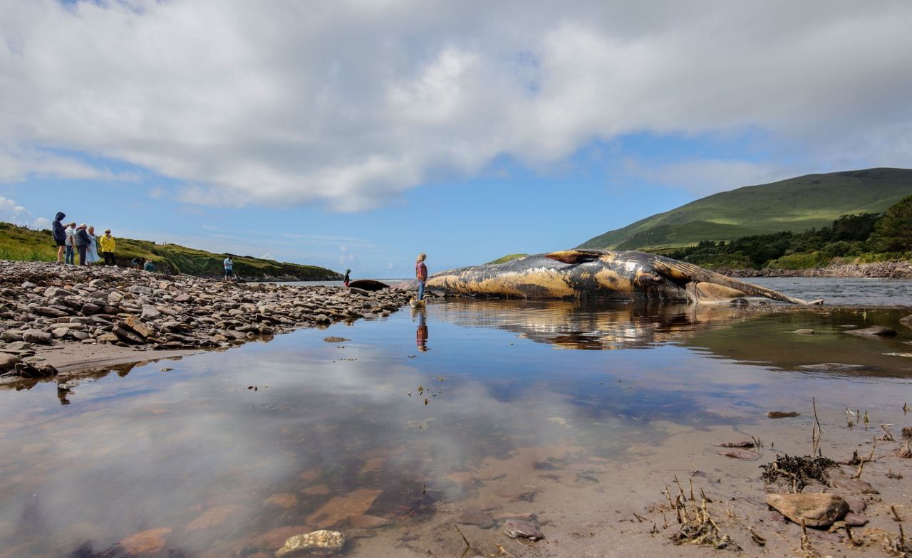 Huge 75ft fin whale washes up on Baile Uí Chuill Strand beach in ...