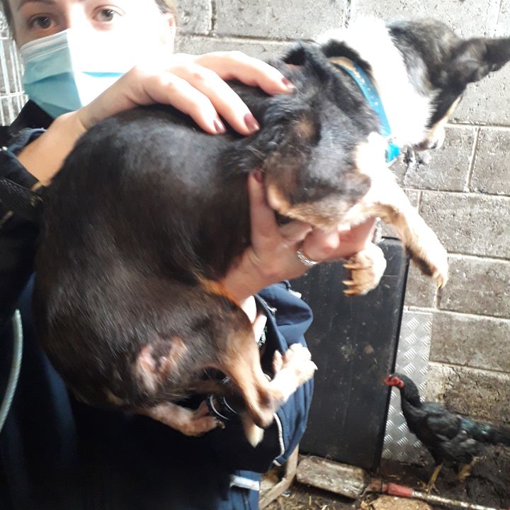 Three family members receive jail terms and disqualifications from keeping animals after the rescue of 27 dogs from properties in County Tipperary. Photo: ISPCA.