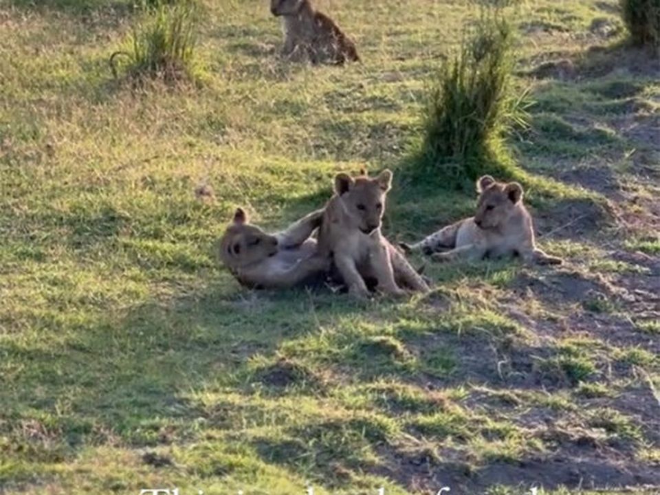 Joanne shared snaps from the safari on her Instagram.