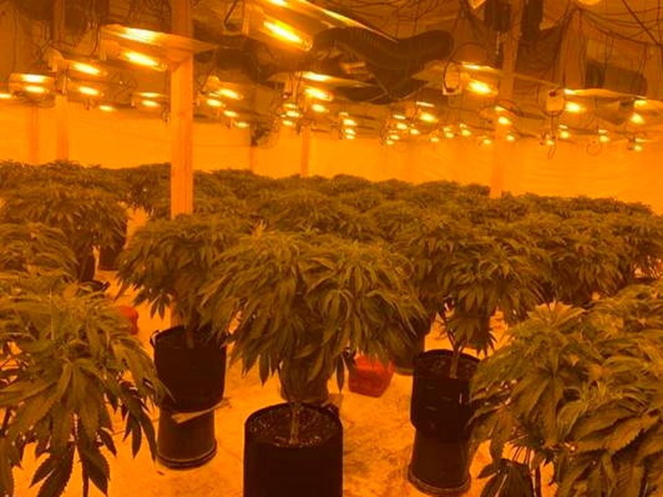 The cannabis farm discovered in Co Down (Photo: PSNI)