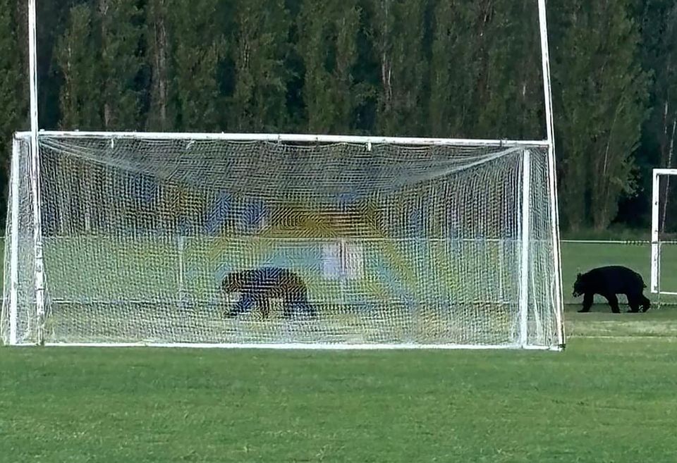 Les ours se promènent pendant qu'un jeu est en cours