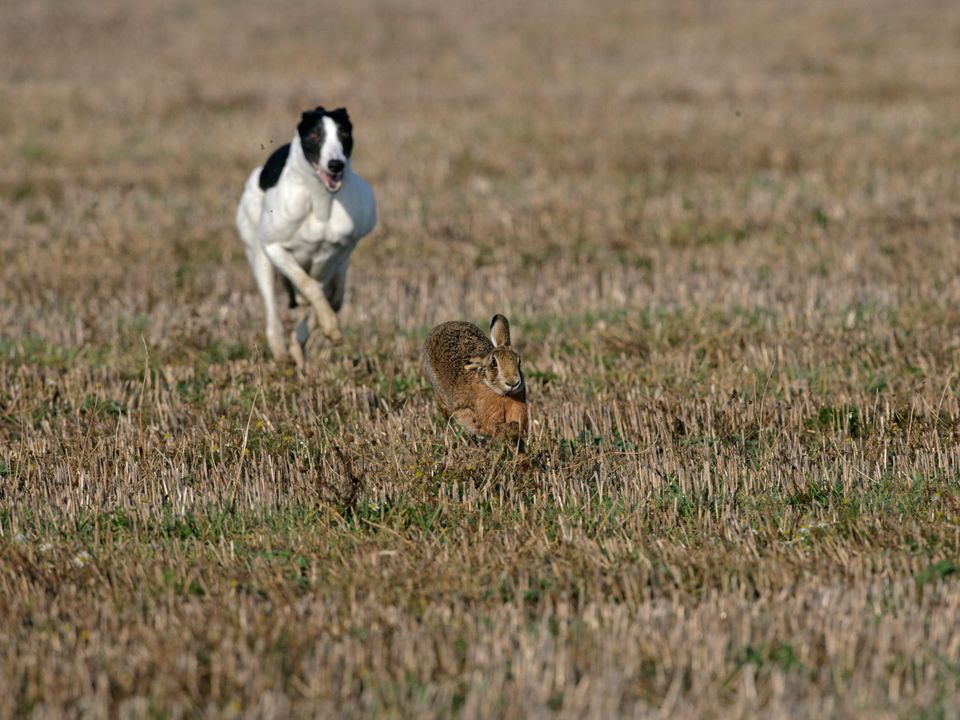 Hare-coursing inflicts terror and stress on little creatures for sport