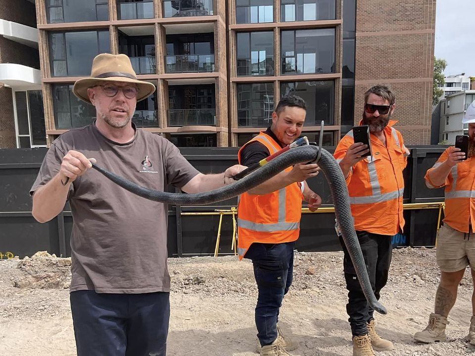 Chris Williams with a red-bellied blacksnake