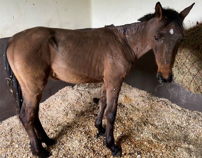 The distressed animal was found by an ISPCA inspector at the start of May