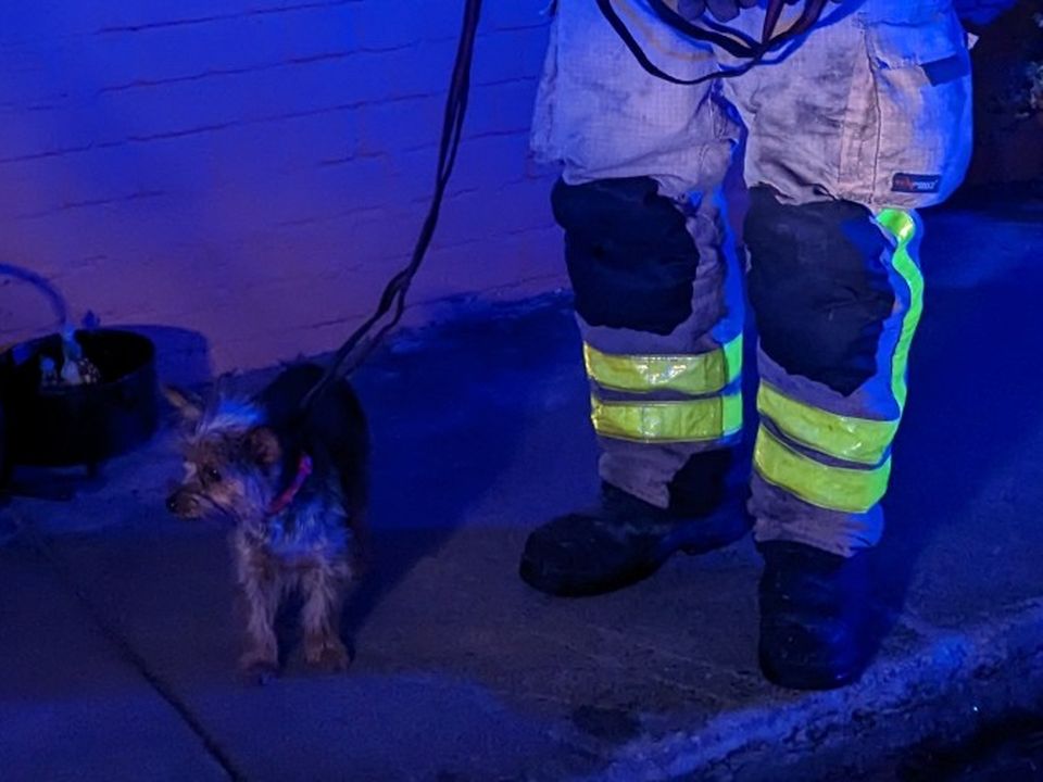 Dublin Fire Brigade shared a photo of the pup being looked after following the blaze on Twitter