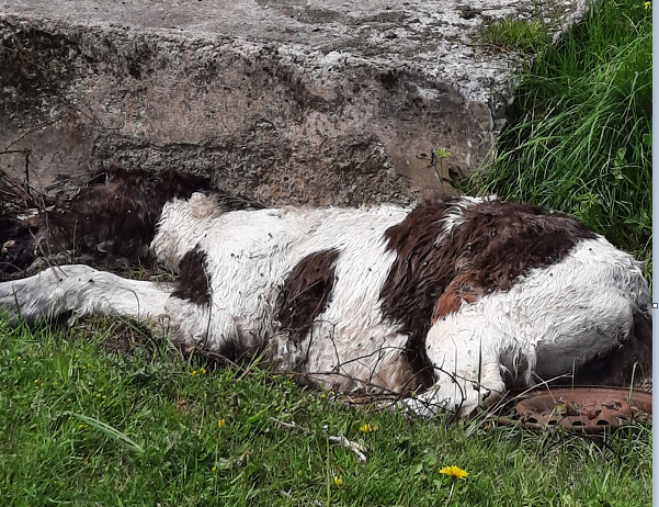 The bodies of four dead horses were found on council land near Ballyfermot