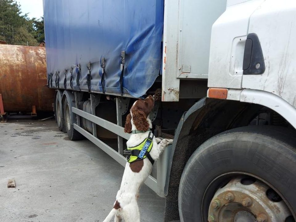 Revenue detector dog Enzo