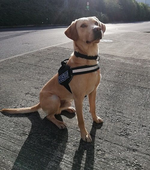 Detector dog Bailey