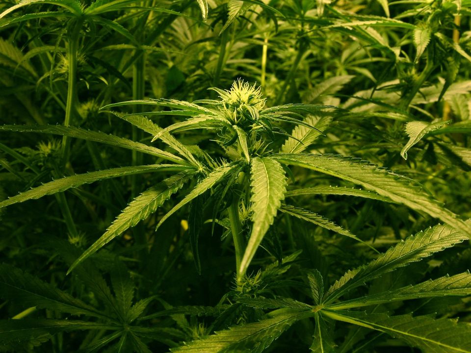 Cannabis plants (stock) (PA)