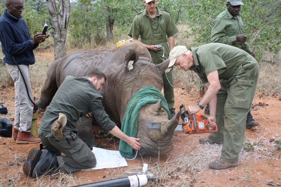 Ken Mackey saves the life of a white rhino in Zimbabwe by de-horning the animal