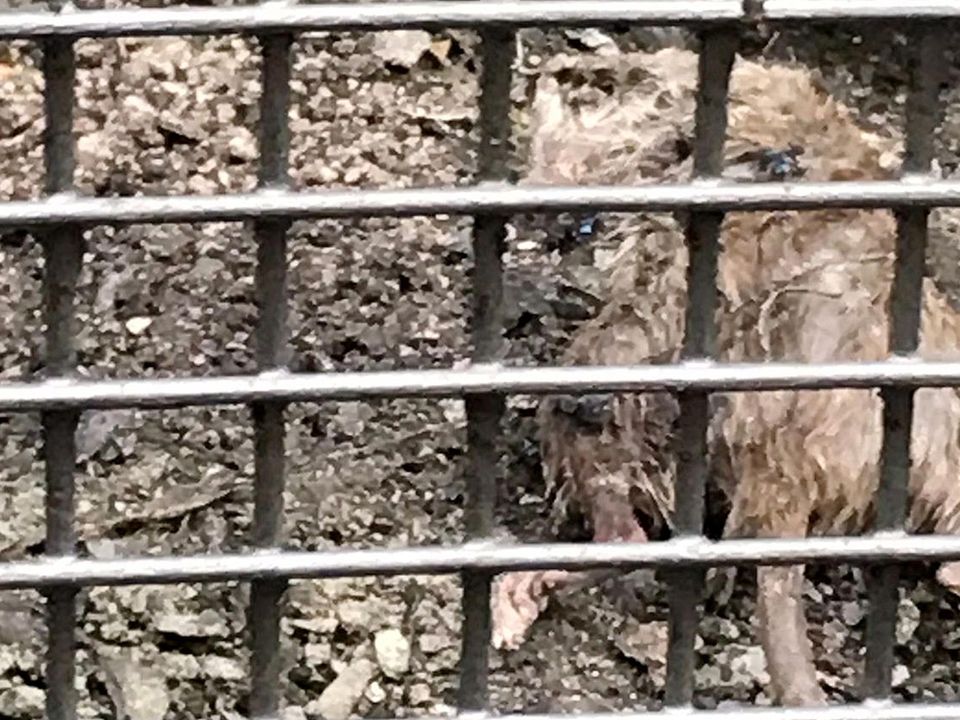 The remains of a rat at the Castle Court apartment complex in Dublin