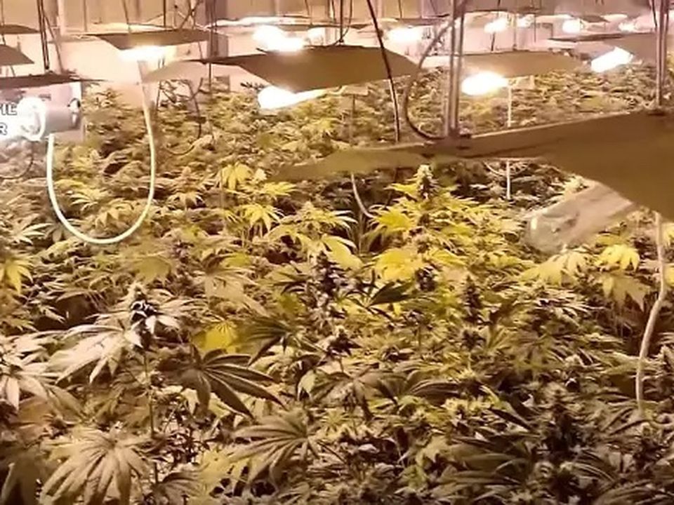 One of the weed grow houses