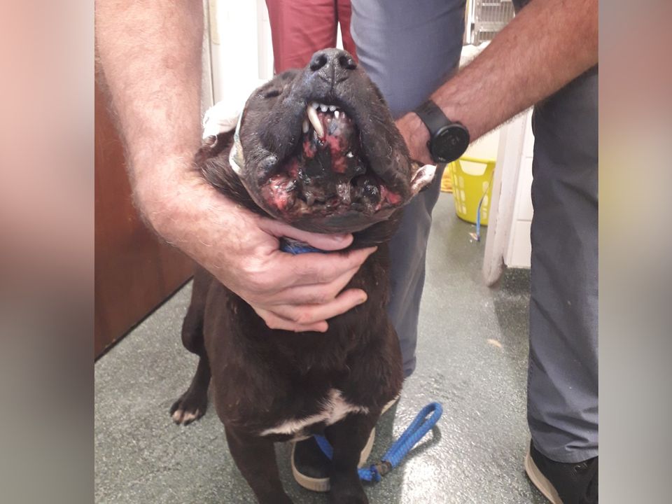 One dog sadly had to be put down due to its injuries. Photo: ISPCA