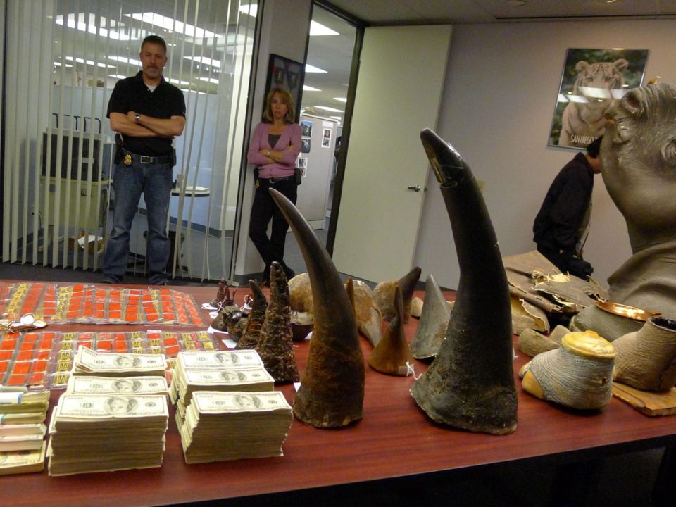 The Department of Justice and the U.S. Fish & Wildlife Service display some of the items recently seized by agents in raids in Southern California, Thursday, Feb. 23, 2012 in Torrance, Calif. Seven people have been arrested on charges of trafficking in endangered rhinoceros horns in Los Angeles, Newark, N.J., and New York