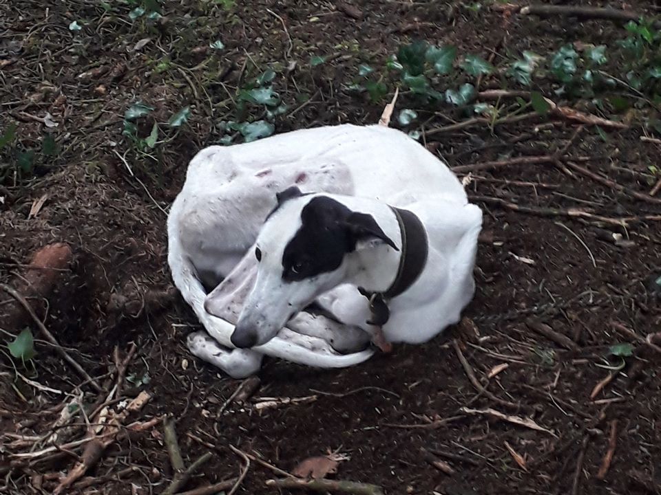 One of the dogs found in a terrible state at the property