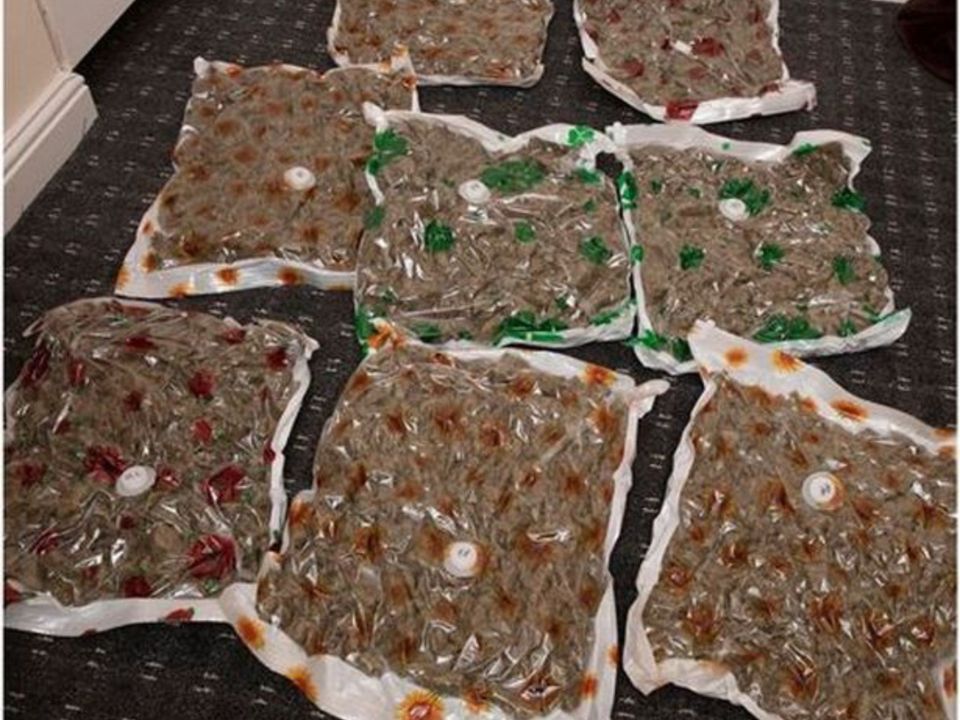 Cannabis found during the raids