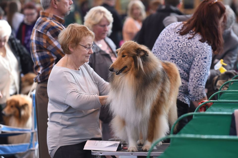 A rough collie at Crufts in 2016 (Joe Giddens/PA)