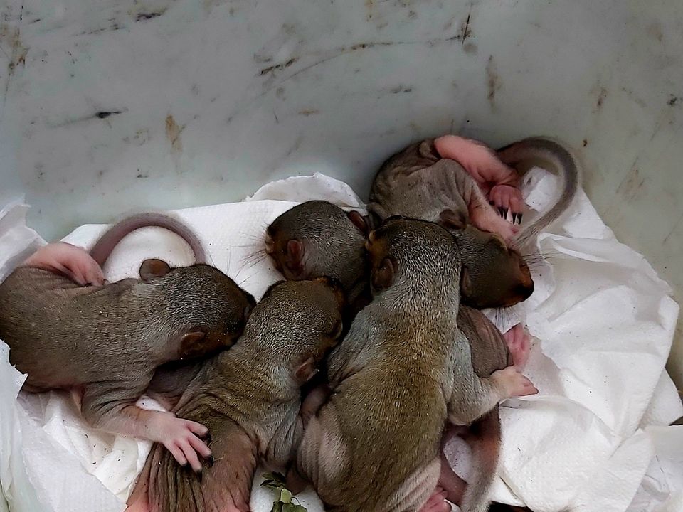 The five baby squirrels who were rescued