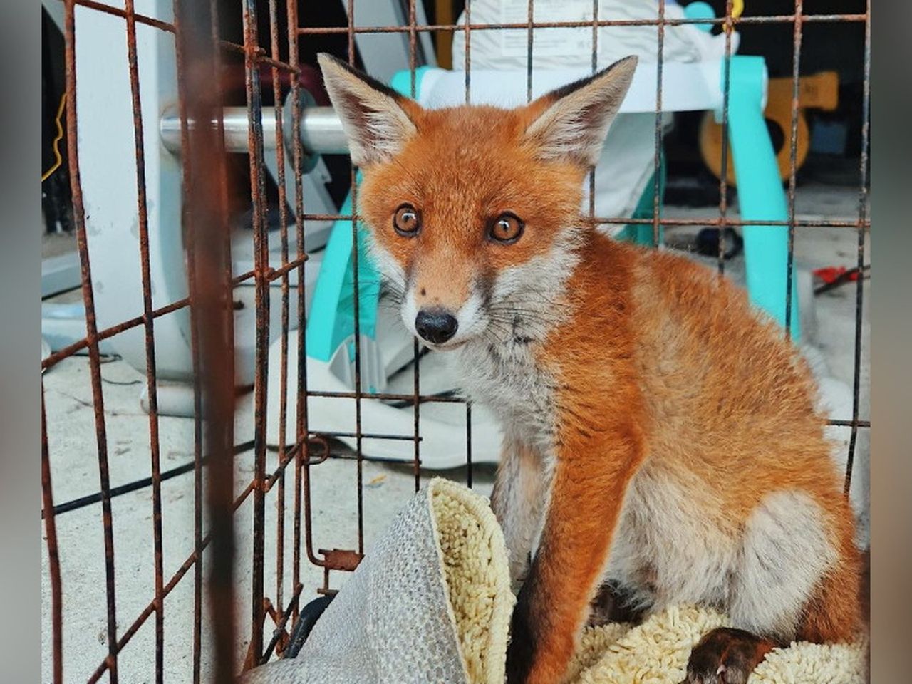 Gardaí launch criminal investigation as caged fox cub found in early ...