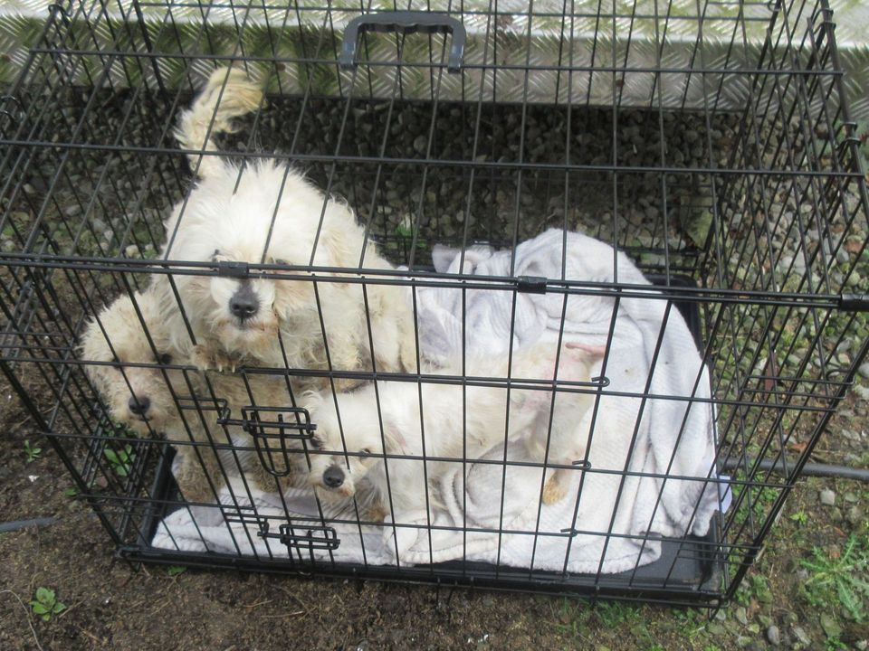 The three dogs were discovered in a small cage behind a trailer (Photo: ISPCA)