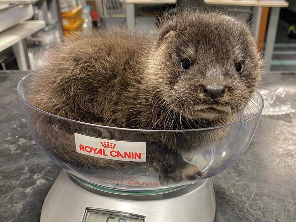 Otter rescued by Kildare Wildlife Rescue.