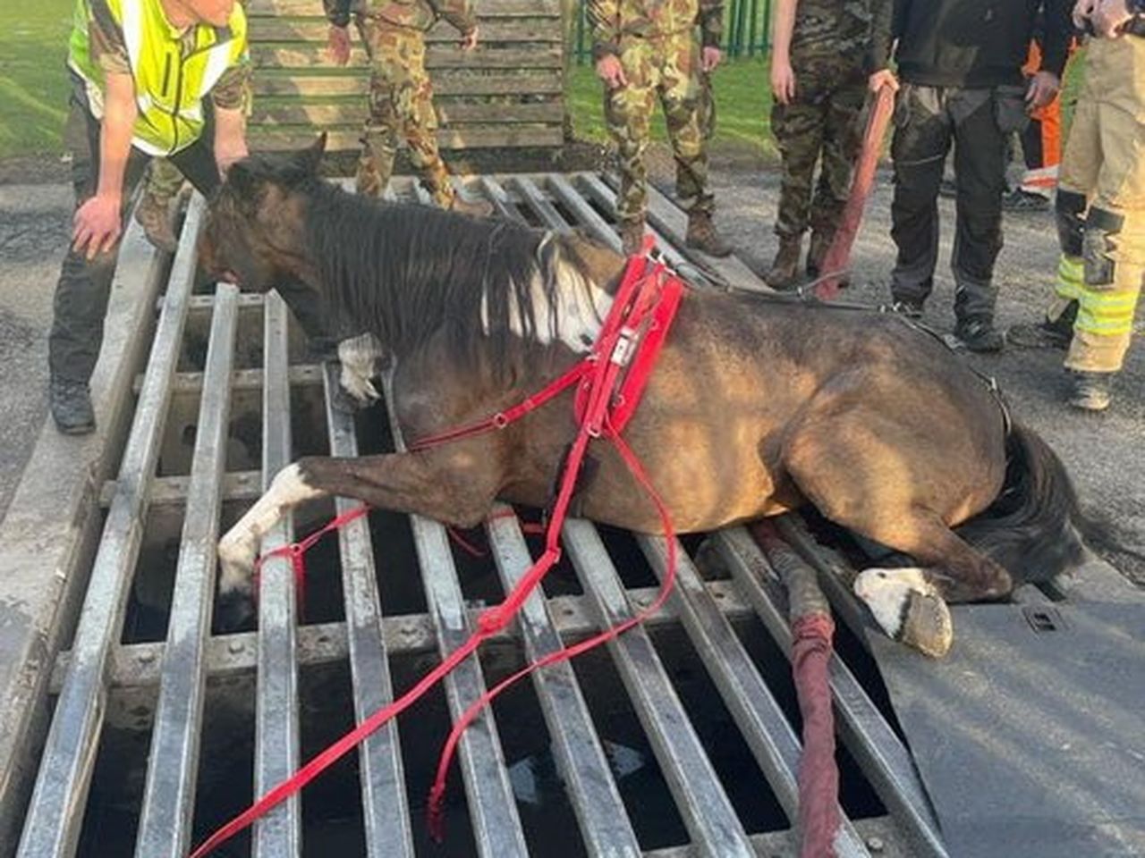 Sleeping Horsh Sex - Sulky horse had to be put to sleep after getting stuck in cattle grid -  SundayWorld.com