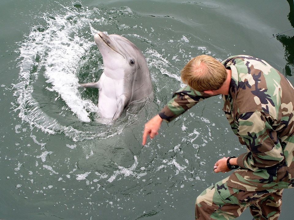 Military dolphin (Wikipedia)