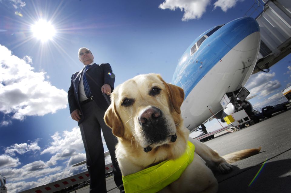 Emotional support best sale american airlines