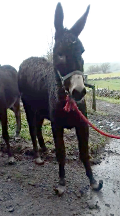 One of the two donkeys found with hooves in horrific state