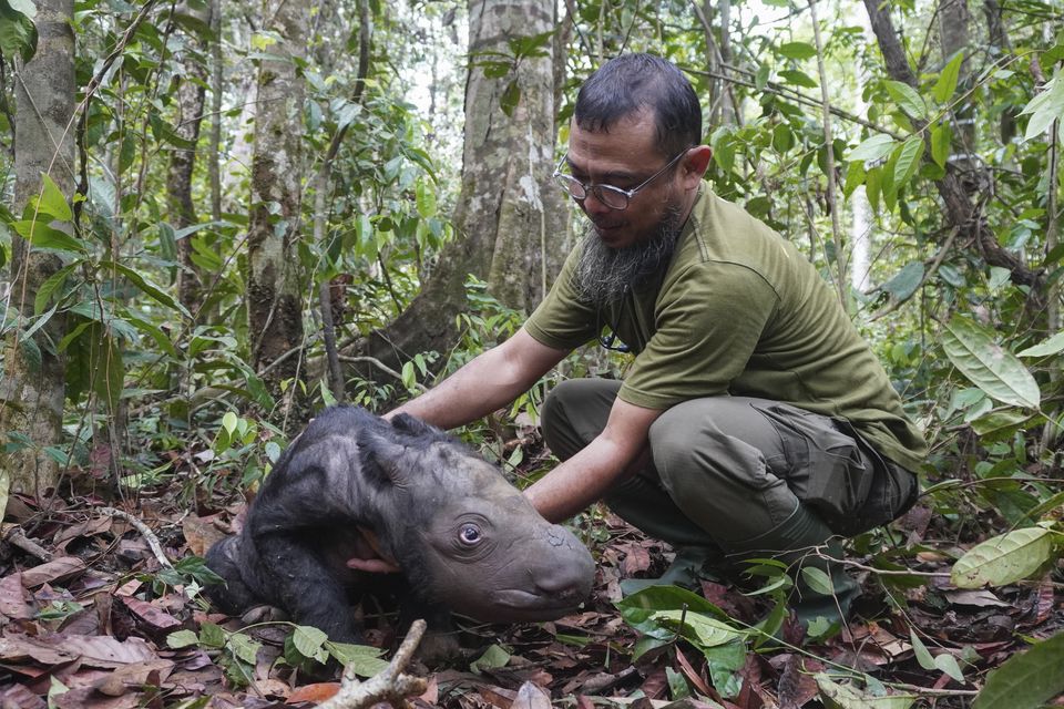 Vet Zulfi Arsan tends to the newly born Sumatran rhino calf (Indonesian Ministry of Environment and Forestry via AP)