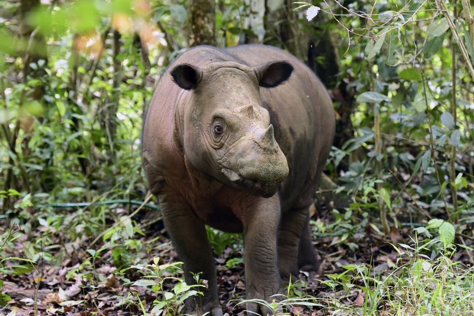 A female Sumatran rhino named Delilah is seen after giving birth to a calf (Indonesian Ministry of Environment and Forestry via AP)