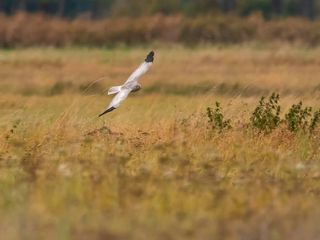 One of Ireland’s rarest birds of prey is on the brink of extinction due ...