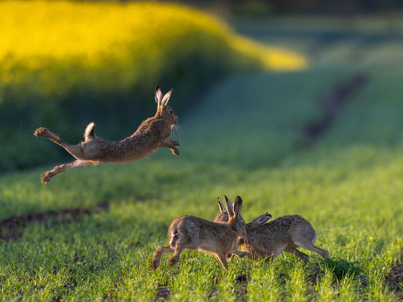 Karl Humphries: Cork man said he was hunting rabbits when he found 10