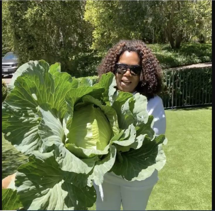 Oprah's massive cabbage in her Hawaiian garden