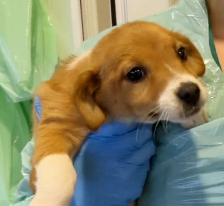 The two puppies were found dumped in a pile of rubbish in Finglas