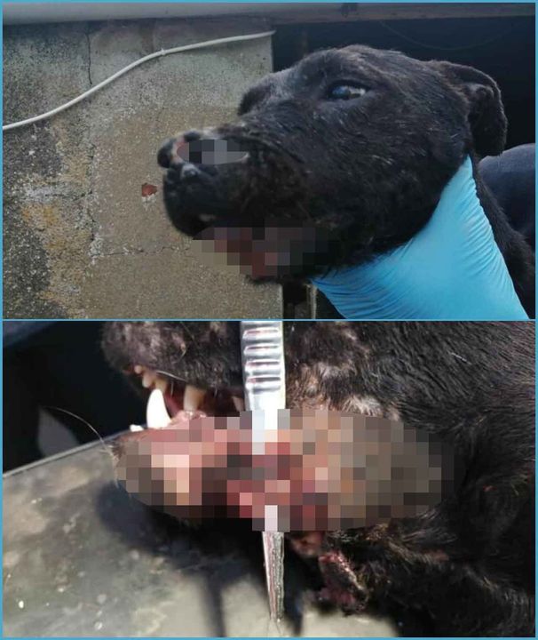 Injuries and wounds to two of the seized dogs